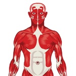 Visual Anatomy Quiz