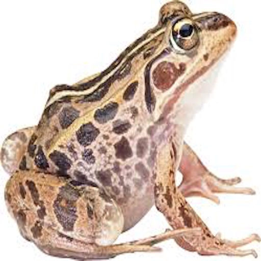 Hunting frogs icon