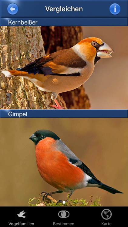 Vogel Id Schweiz, Vögel bestimmen im Garten + Wald