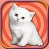 Adorable Kitten Run – Pet Simulation game 2017