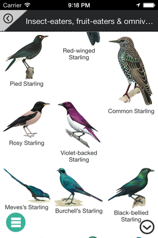 Newman’s Birds of Africa LITE - náhled