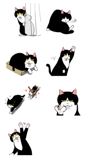 Playful Black Cat(圖4)-速報App