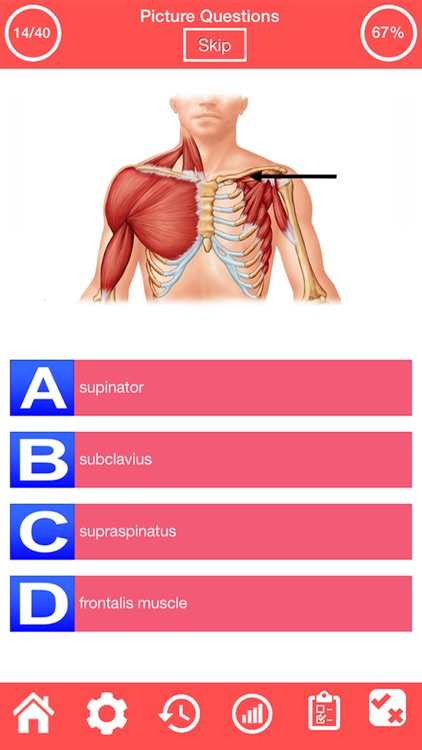 Human Muscular System Quiz