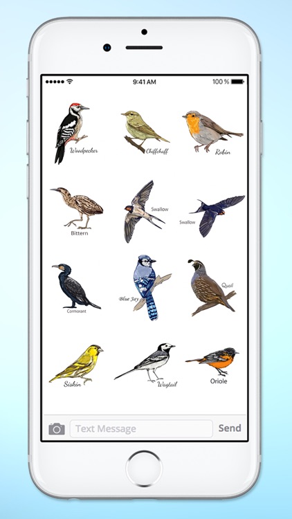 Bird Watching Hand Drawn Birds screenshot-4