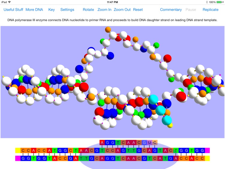 OnScreen DNA Replication