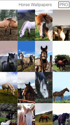 Horse - HD Wallpapers / Backgrounds(圖1)-速報App