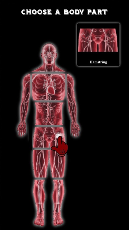 Physiotherapy Exercises & Cardio Workouts - PRO