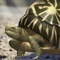 Icon Tortoise to grow relaxedly