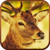 Deer Hunter Elite Challenge Showdown