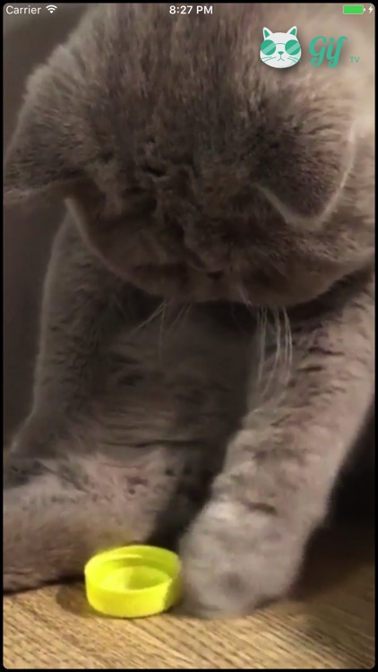 Cat GIF TV