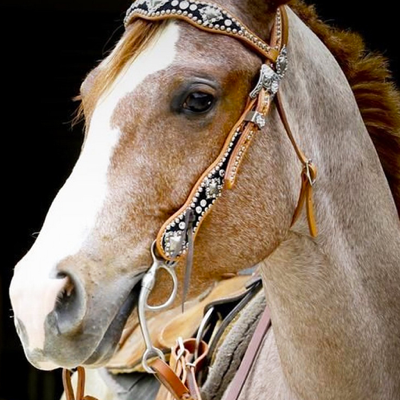 Pony - Horse Wallpapers & Achtergronden