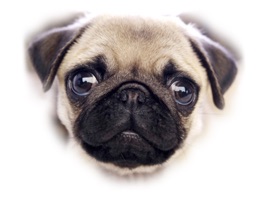 This is a Dog Sticker Pack