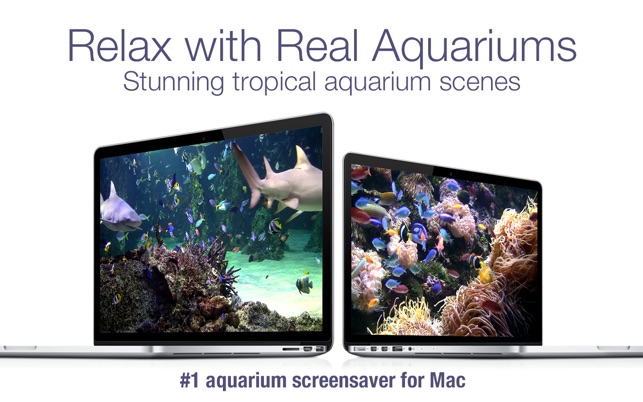 aquarium live hd screensaver