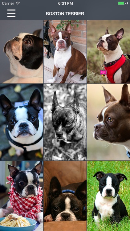 Boston Terrier Wallpapers Pro