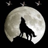 A Wolf Hunt In The Light Of The Moon