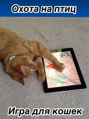 Игра «Поймай птичку» для котов, кошек и котят. на iPad
