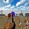 Real Safari Zoo Visit-A Zoo Simulation Game 2017