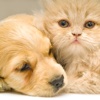 Free puppy & Kitten Wallpapers | Best HD Pictures