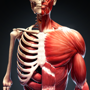 Human Anatomy Atlas: Anatomist