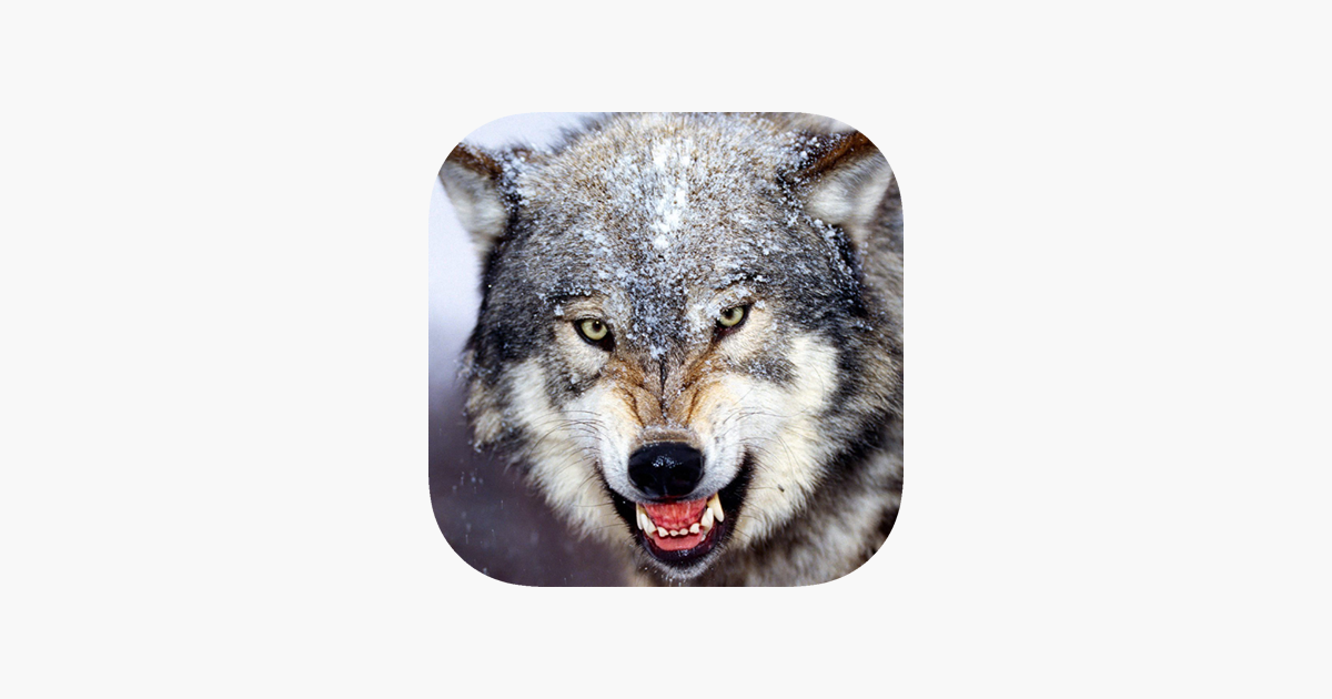 suonerie animali gratis scaricare