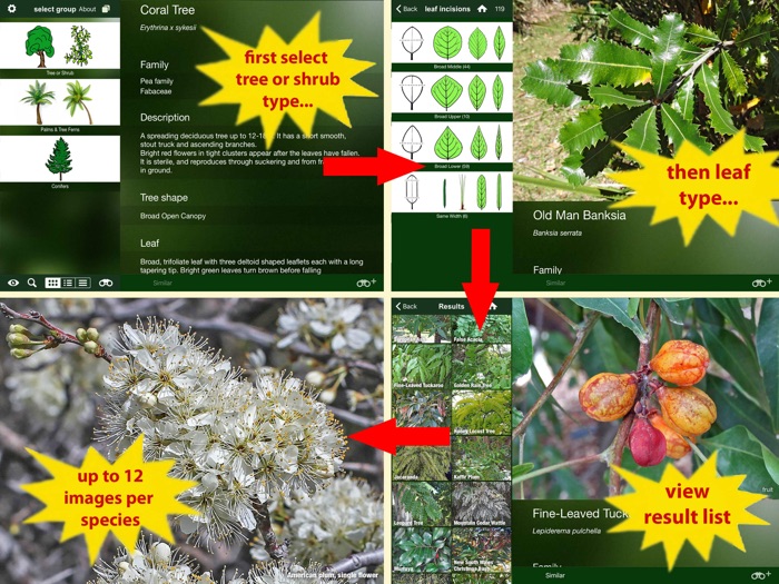 Tree Id Australia - Sydneys Urban Trees  Shrubs