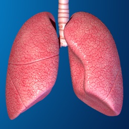 Human Body Parts : Lungs Quiz