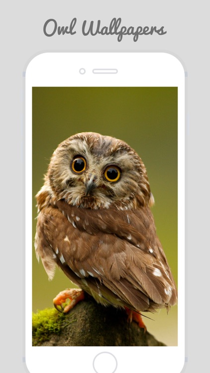 Owl Wallpapers - Stunning Collections Of Owl screenshot-3