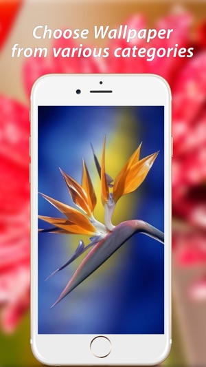 Amazing Flower Wallpapers HD(圖4)-速報App