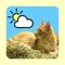 WeatherCatRCP is a client of WeatherCat 3