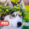 Husky Dog Wallpapers Pro - Best Dog Breed Ever