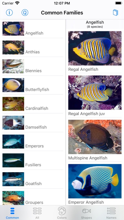 Red Sea Fish ID screenshot-1