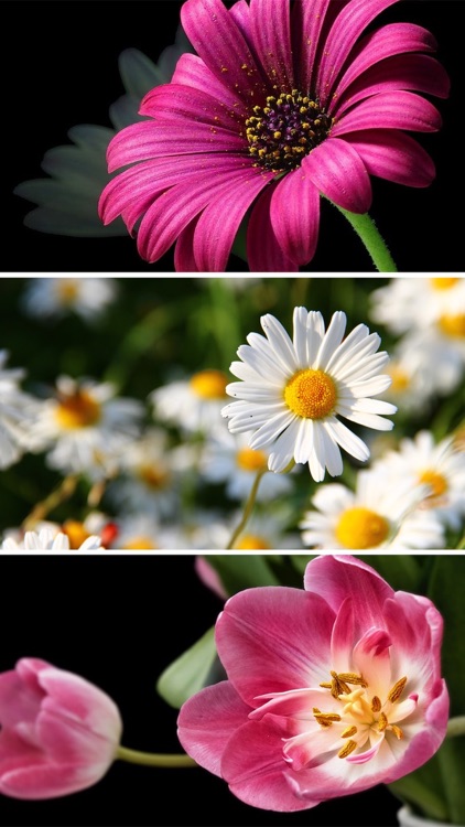Flower Wallpapers - Beautiful Flowers Wallpaper HD screenshot-3