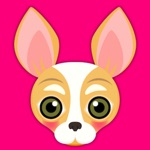Fawn White Chihuahua