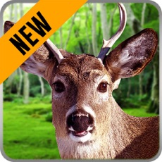 Activities of Animals Hunting Play : Hunting Simulation Game