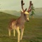 Deer Hunt King is the 3D deer hunting game with great 3d graphics, a deer hunter simulator game