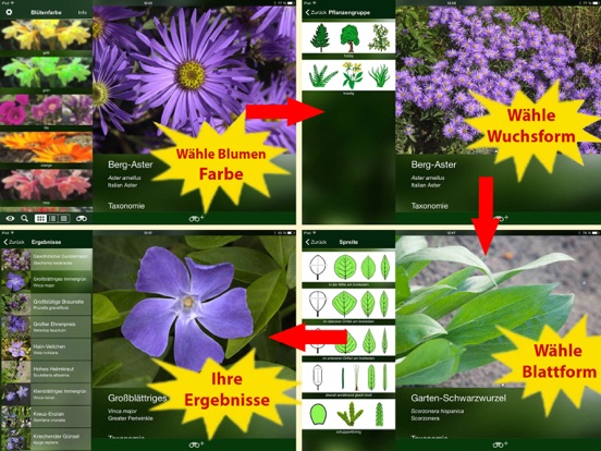 Screenshot #5 pour Blütenpflanzen Deutschland Blumen, Sträucher Bäume