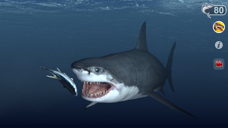 Talking Great White : My Pet Shark