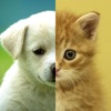 Cats & Dogs Wallpapers HD - Cute Puppies & Kittens