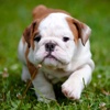 Cute Baby Pet Pictures, Puppy & Animals Wallpapers