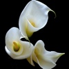 Calla Flower Wallpapers HD- Quotes and Art