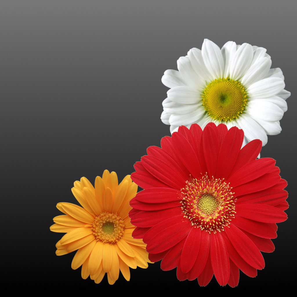 PhotoFram.es Pro App Icon