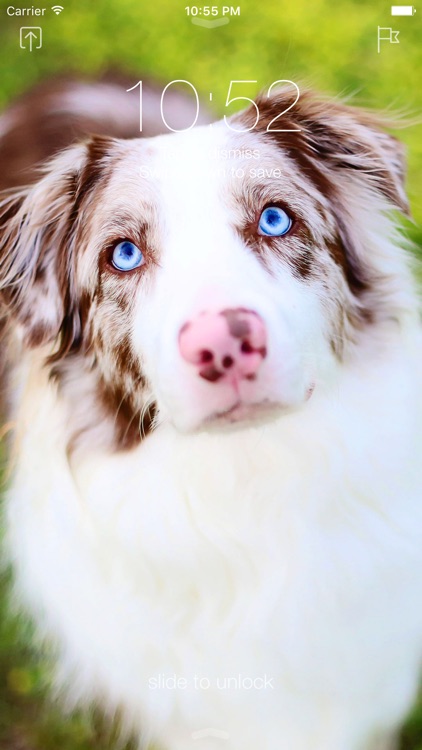 Aussie Wallpapers - Cute Australian Shepherds screenshot-4