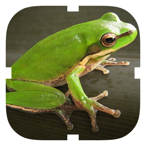 Frog Croaker iOS App