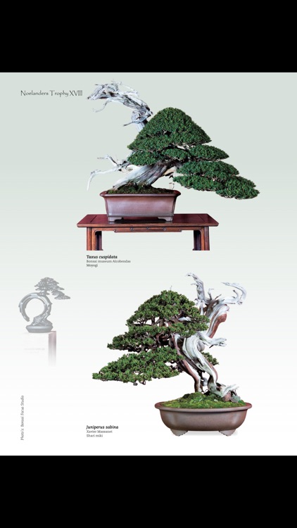 Bonsai Focus NL screenshot-4