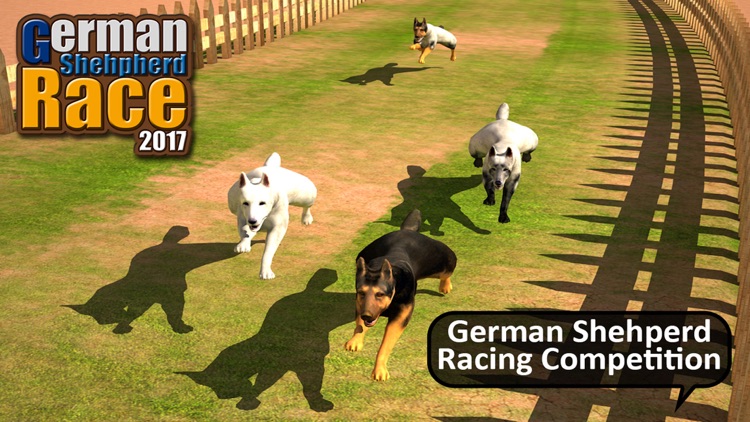 German Shepard Pet Dog Race 2017