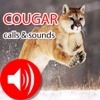 Cougar Hunting Calls & Sounds