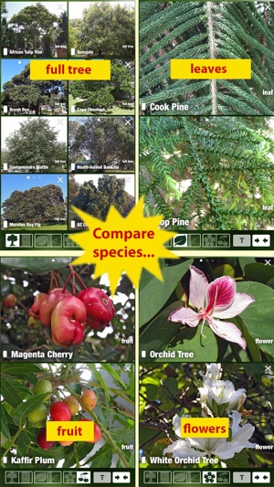 Tree Id Australia - Sydney's Urban Trees & Shrubs(圖5)-速報App