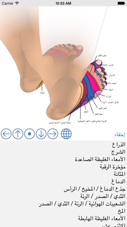 Foot Reflexology Chart screenshot-4