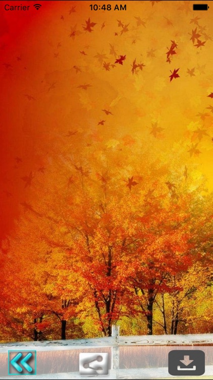 First Day Fall - Autumn HD Wallpapers