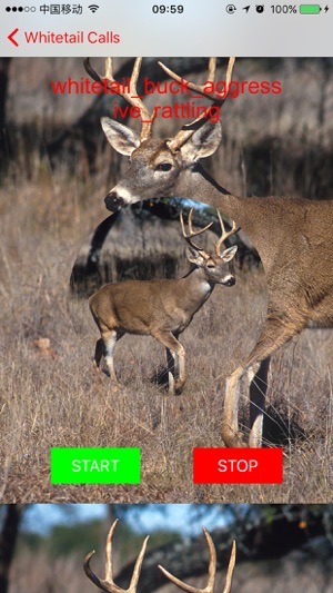 Whitetail Hunting Calls - Real Deer Sounds(圖4)-速報App